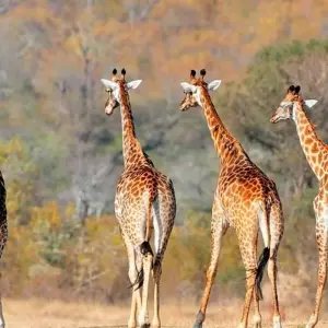 Explore 4 Days Tanzania camping Safari for 4 days with Hazzes Adventure and discover unforgettable experiences - Photo 9