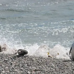 Explore Patagonia Adventure Tour (15 Nights) for 16 days with Hi Travel Argentina and discover unforgettable experiences - Photo 7