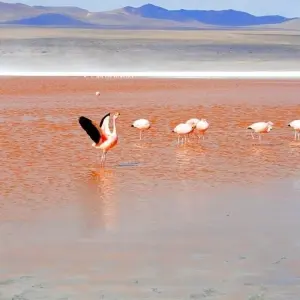 Explore Overland San Pedro de Atacama to Uyuni and La Paz (6 Nights) (from Calama to La Paz) for 7 days with Hi Travel Argentina and discover unforgettable experiences - Photo 5