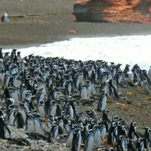 Explore Atlantic Patagonia & Glaciers (12 Nights) for 13 days with Hi Travel Argentina and discover unforgettable experiences - Photo 5