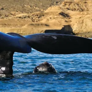 Explore Atlantic Patagonia & Glaciers (12 Nights) for 13 days with Hi Travel Argentina and discover unforgettable experiences - Photo 6