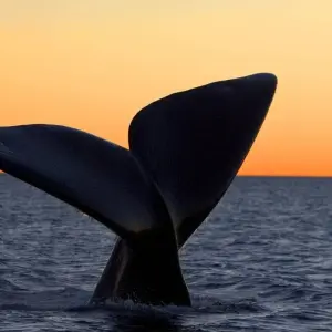 Explore Puerto Madryn, Atlantic Patagonia. Penguins and Whales – 3 Nights for 4 days with Hi Travel Argentina and discover unforgettable experiences - Photo 3