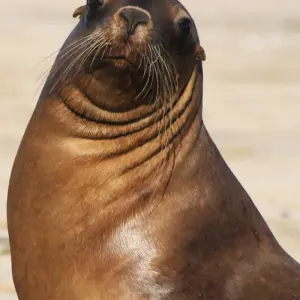 Explore Puerto Madryn, Atlantic Patagonia. Penguins and Whales – 3 Nights for 4 days with Hi Travel Argentina and discover unforgettable experiences - Photo 5