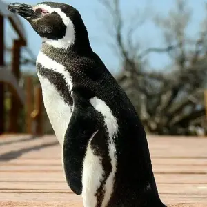 Explore Puerto Madryn, Atlantic Patagonia. Penguins and Whales – 3 Nights for 4 days with Hi Travel Argentina and discover unforgettable experiences - Photo 6