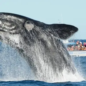 Explore Puerto Madryn, Atlantic Patagonia. Penguins and Whales – 3 Nights for 4 days with Hi Travel Argentina and discover unforgettable experiences - Photo 7