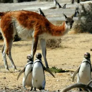 Explore Puerto Madryn, Atlantic Patagonia. Penguins and Whales – 3 Nights for 4 days with Hi Travel Argentina and discover unforgettable experiences - Photo 8