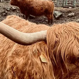 Explore Ultimate Skye Experience for 3 days with Highland Experience Tours and discover unforgettable experiences - Photo 7