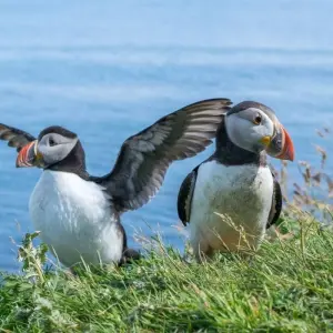Explore Mull, Iona & Staffa Puffin Experience for 4 days with Highland Explorer Tours and discover unforgettable experiences - Photo 10