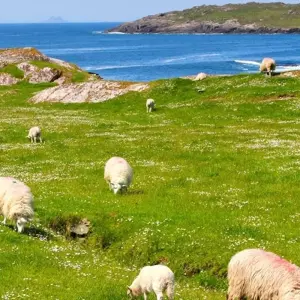 Explore The Dingle Way - Self Guided Ireland 10 Day for 10 days with Hilltoptreks and discover unforgettable experiences - Photo 7