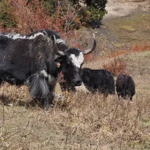 Explore Manaslu Trek for 2024 /2025 for 16 days with Himalaya Heart Treks & Expedition[P] Ltd  and discover unforgettable experiences - Photo 4