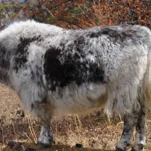 Explore Manaslu Trek for 2024 /2025 for 16 days with Himalaya Heart Treks & Expedition[P] Ltd  and discover unforgettable experiences - Photo 5