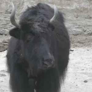 Explore Island Peak and Everest Base Camp Trek for 2025/2026 for 20 days with Himalaya Heart Treks & Expedition[P] Ltd  and discover unforgettable experiences - Photo 2