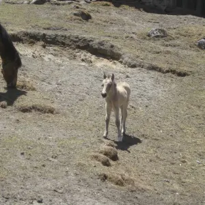 Explore Island Peak and Everest Base Camp Trek for 2025/2026 for 20 days with Himalaya Heart Treks & Expedition[P] Ltd  and discover unforgettable experiences - Photo 6