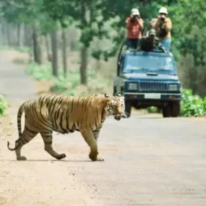 Explore Chitwan Package Tour- 2 Nights 3 Days for 3 days with Himalayan Adventure Treks & Tours and discover unforgettable experiences - Photo 4