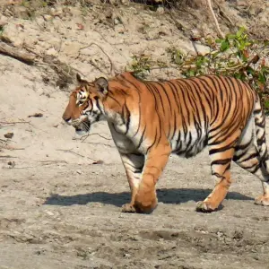 Explore Chitwan Package Tour- 2 Nights 3 Days for 3 days with Himalayan Adventure Treks & Tours and discover unforgettable experiences - Photo 5