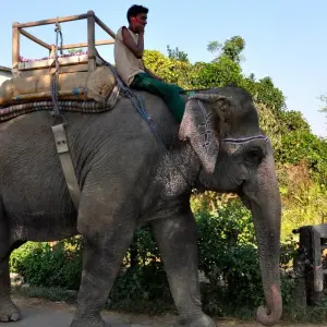 Explore Chitwan Package Tour- 2 Nights 3 Days for 3 days with Himalayan Adventure Treks & Tours and discover unforgettable experiences - Photo 6