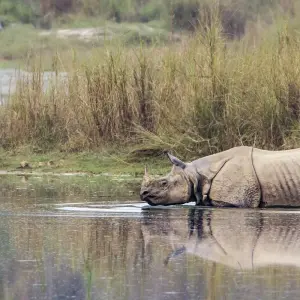 Explore Chitwan Package Tour- 2 Nights 3 Days for 3 days with Himalayan Adventure Treks & Tours and discover unforgettable experiences - Photo 7