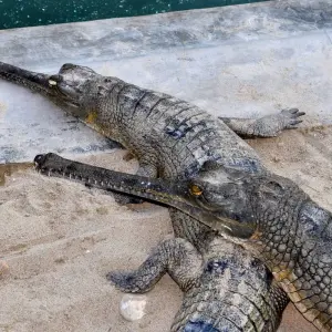 Explore Chitwan Package Tour- 2 Nights 3 Days for 3 days with Himalayan Adventure Treks & Tours and discover unforgettable experiences - Photo 8