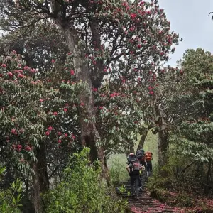 Explore Mardi Himal Base Camp Trek-9 Days for 9 days with Himalayan Adventure Treks & Tours and discover unforgettable experiences - Photo 3