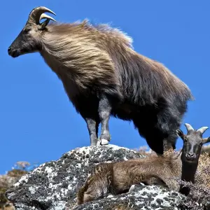 Explore Everest Chola Pass Trek for 17 days with Himalayan Adventure Treks & Tours and discover unforgettable experiences - Photo 6