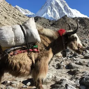 Explore Everest Panorama View Trek for 10 days with Himalayan Adventure Treks & Tours and discover unforgettable experiences - Photo 10