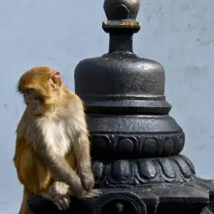 Explore Short Trip to Nepal for 6 days with Himalayan Adventure Treks & Tours and discover unforgettable experiences - Photo 8