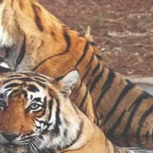 Explore Nepal Classic Tour for 12 days with Himalayan Adventure Treks & Tours and discover unforgettable experiences - Photo 5