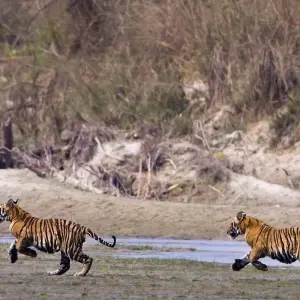 Explore Bardia Jungle Safari Package Tour – 3 Nights 4 Days for 4 days with Himalayan Adventure Treks & Tours and discover unforgettable experiences - Photo 2