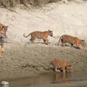 Explore Bardia Jungle Safari Package Tour – 3 Nights 4 Days for 4 days with Himalayan Adventure Treks & Tours and discover unforgettable experiences - Photo 3