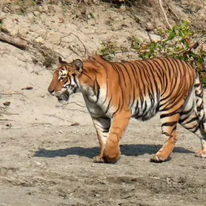 Explore Nepal at a Glance Luxury for 11 days with Himalayan Adventure Treks & Tours and discover unforgettable experiences - Photo 6