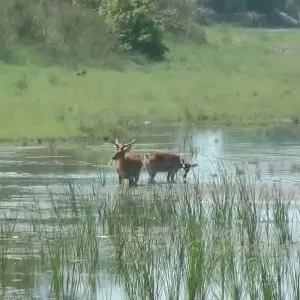 Explore Bardia Jungle Safari Package Tour – 3 Nights 4 Days for 4 days with Himalayan Adventure Treks & Tours and discover unforgettable experiences - Photo 5