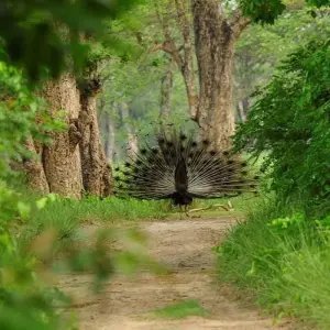 Explore Bardia Jungle Safari Package Tour – 3 Nights 4 Days for 4 days with Himalayan Adventure Treks & Tours and discover unforgettable experiences - Photo 6