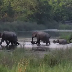 Explore Bardia Jungle Safari Package Tour – 3 Nights 4 Days for 4 days with Himalayan Adventure Treks & Tours and discover unforgettable experiences - Photo 7