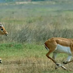 Explore Bardia Jungle Safari Package Tour – 3 Nights 4 Days for 4 days with Himalayan Adventure Treks & Tours and discover unforgettable experiences - Photo 8