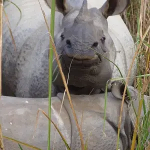 Explore Bardia Jungle Safari Package Tour – 3 Nights 4 Days for 4 days with Himalayan Adventure Treks & Tours and discover unforgettable experiences - Photo 9