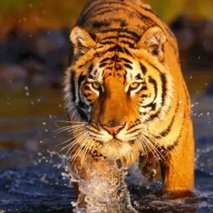 Explore Bardia Jungle Safari Package Tour – 3 Nights 4 Days for 4 days with Himalayan Adventure Treks & Tours and discover unforgettable experiences - Photo 11