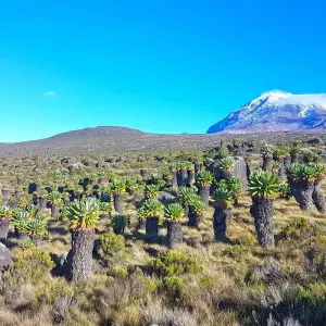 Explore Kilimanjaro Climb via Lemosho Route for 8 days with Himalayan Glacier Adventure and Travel Company and discover unforgettable experiences - Photo 2