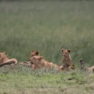 Explore Kilimanjaro climb via Umbwe route for 8 days with Himalayan Glacier Adventure and Travel Company and discover unforgettable experiences - Photo 3