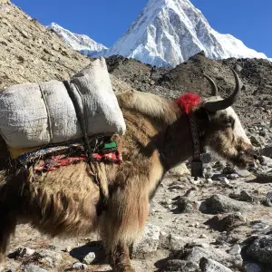 Explore Luxury Everest Base Camp Trek -11 Days for 11 days with Himalayan Adventure Treks & Tours and discover unforgettable experiences - Photo 7