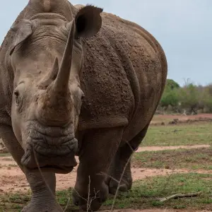 Explore 2 Night 3 Days Chitwan Jungle Safari Tour Package for 3 days with Himalayan Recreation Treks & Expedition Pvt.ltd and discover unforgettable experiences - Photo 8