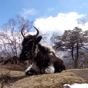 Explore Everest View Short Trek - 8 Days in Nepal for 8 days with Himalayan Planet Adventures and discover unforgettable experiences - Photo 3