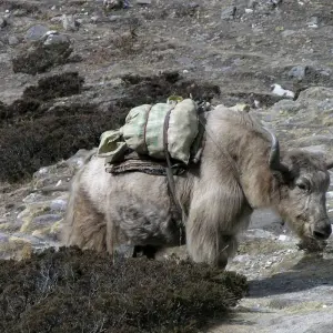 Explore Everest View Short Trek - 8 Days in Nepal for 8 days with Himalayan Planet Adventures and discover unforgettable experiences - Photo 8