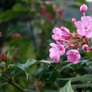 Explore Annapurna Base Camp Trek for 16 days with Himalayan Planet Adventures and discover unforgettable experiences - Photo 8