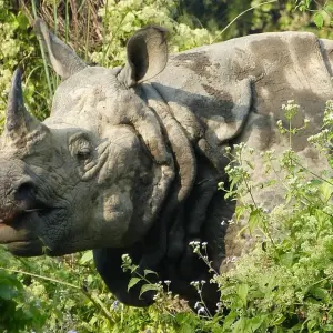 Explore Ghorepani Poon Hill Trek with Wildlife Adventure for 12 days with Himalayan Sanctuary Adventure and discover unforgettable experiences - Photo 7