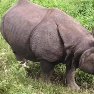 Explore Luxury Chitwan  Pokhara Tour for 5 days with Himalayan Sanctuary Adventure and discover unforgettable experiences - Photo 7