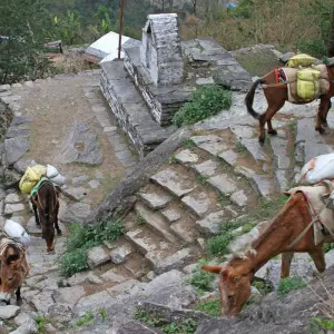 Explore Ghorepani - Poonhill Trek for 4 days with Himalayan Social Journey and discover unforgettable experiences - Photo 2