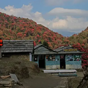 Explore Ghorepani - Poonhill Trek for 4 days with Himalayan Social Journey and discover unforgettable experiences - Photo 4