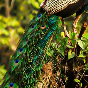 Explore Nepal Luxury Tour for 9 days with Himalayan Trekking & Tours and discover unforgettable experiences - Photo 2