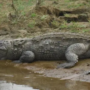 Explore Nepal Luxury Tour for 9 days with Himalayan Trekking & Tours and discover unforgettable experiences - Photo 3