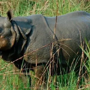 Explore Kathmandu Pokhara Chitwan Tour 7 Nights 8 Days for 8 days with Himalayan Trekking & Tours and discover unforgettable experiences - Photo 4